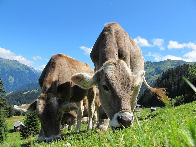 Je vegetariánství skutečně přínosné?